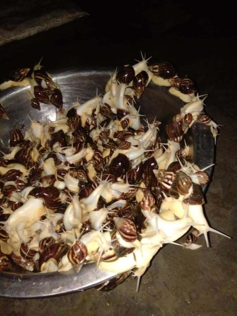 大量蜗牛