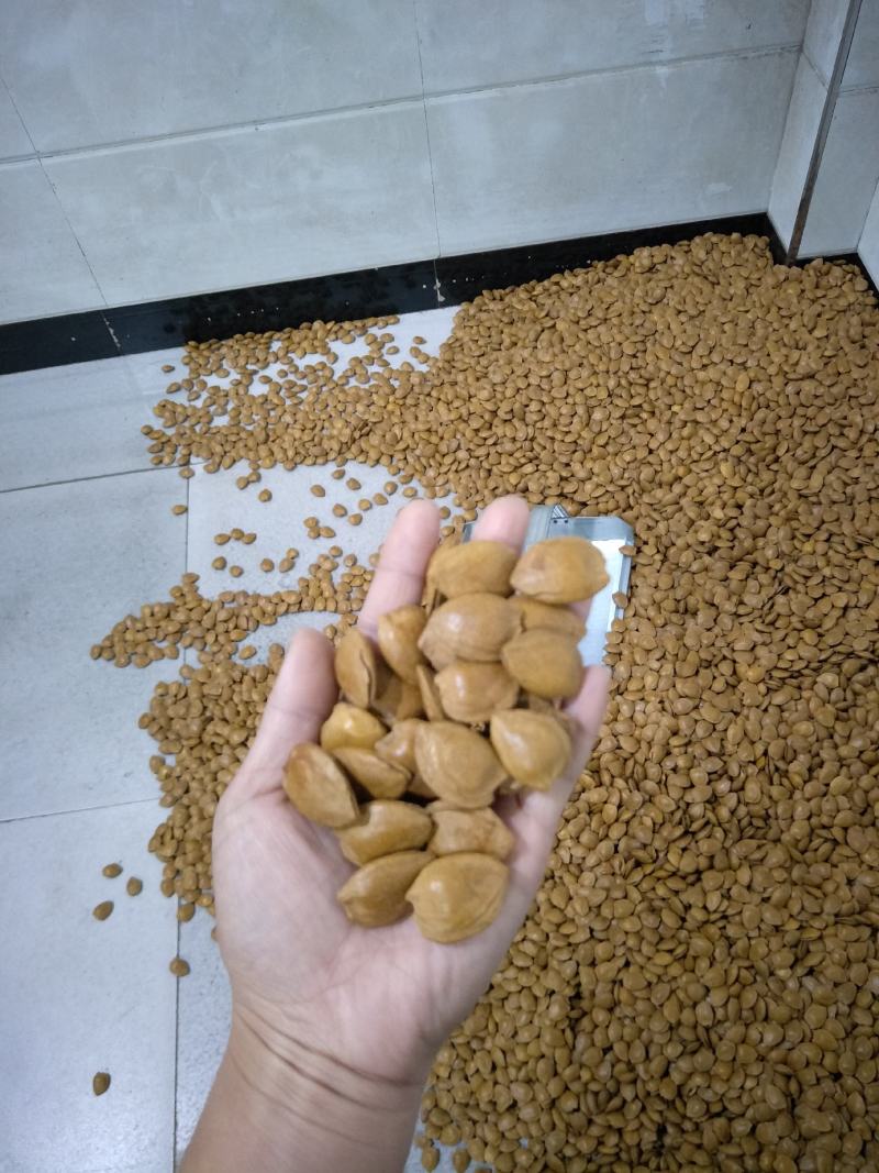 杏核-厂家直销各种品种口味-------