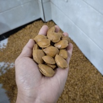 杏核-厂家直销各种品种口味-------