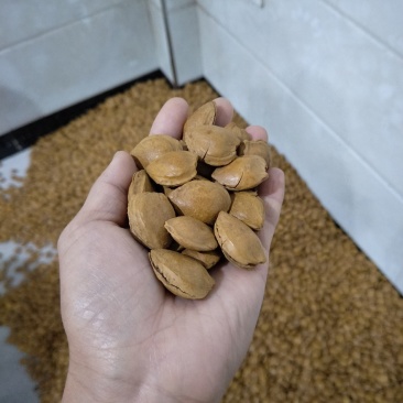 杏核-厂家直销各种品种口味-------