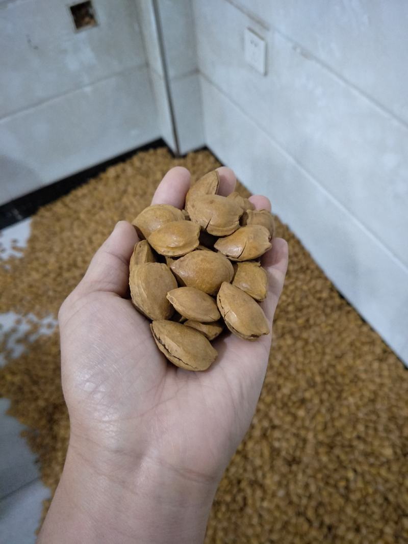 杏核-厂家直销各种品种口味-------