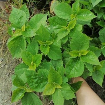 芙蓉葵的习性，芙蓉葵基地图片价格，芙蓉葵双色杯杯苗