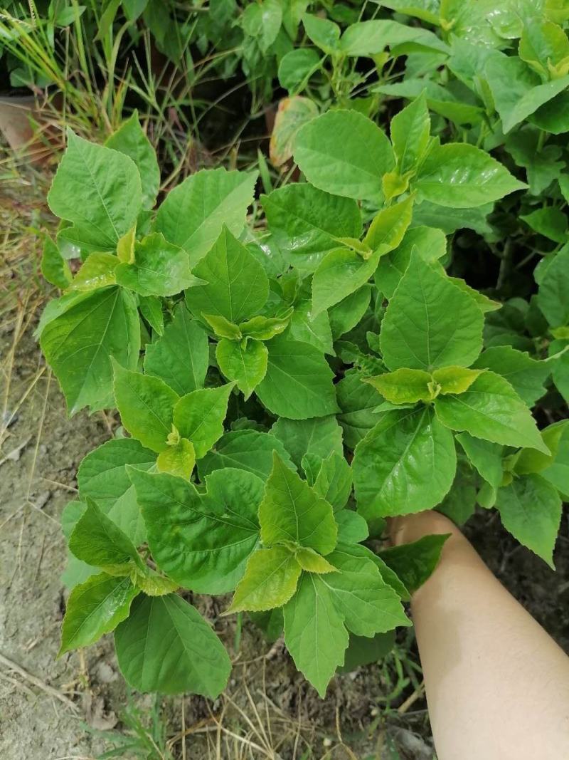 芙蓉葵的习性，芙蓉葵基地图片价格，芙蓉葵双色杯杯苗
