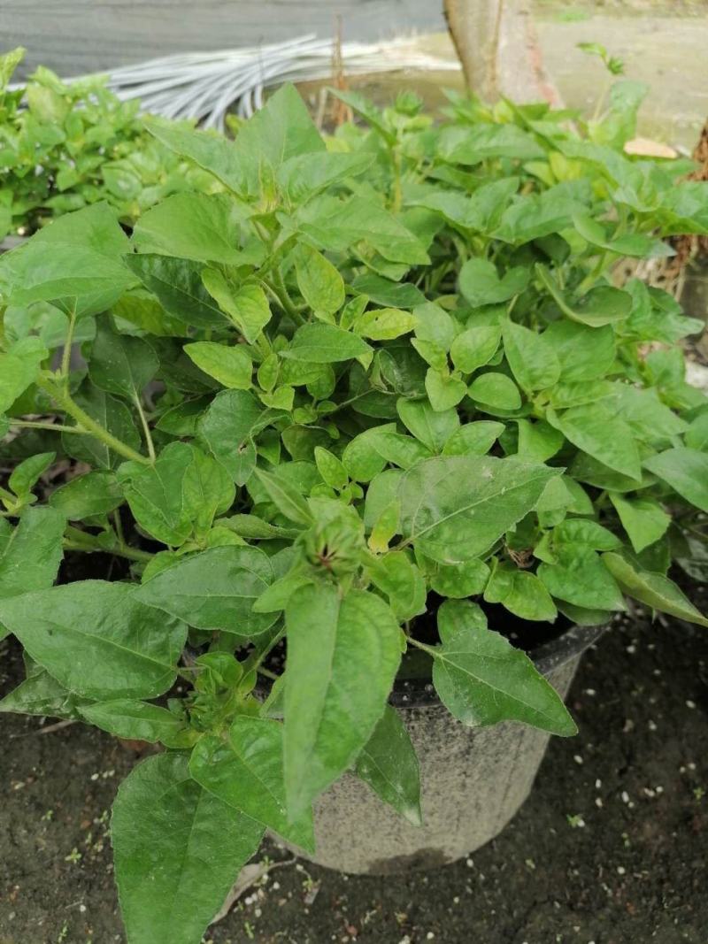 芙蓉葵的习性，芙蓉葵基地图片价格，芙蓉葵双色杯杯苗