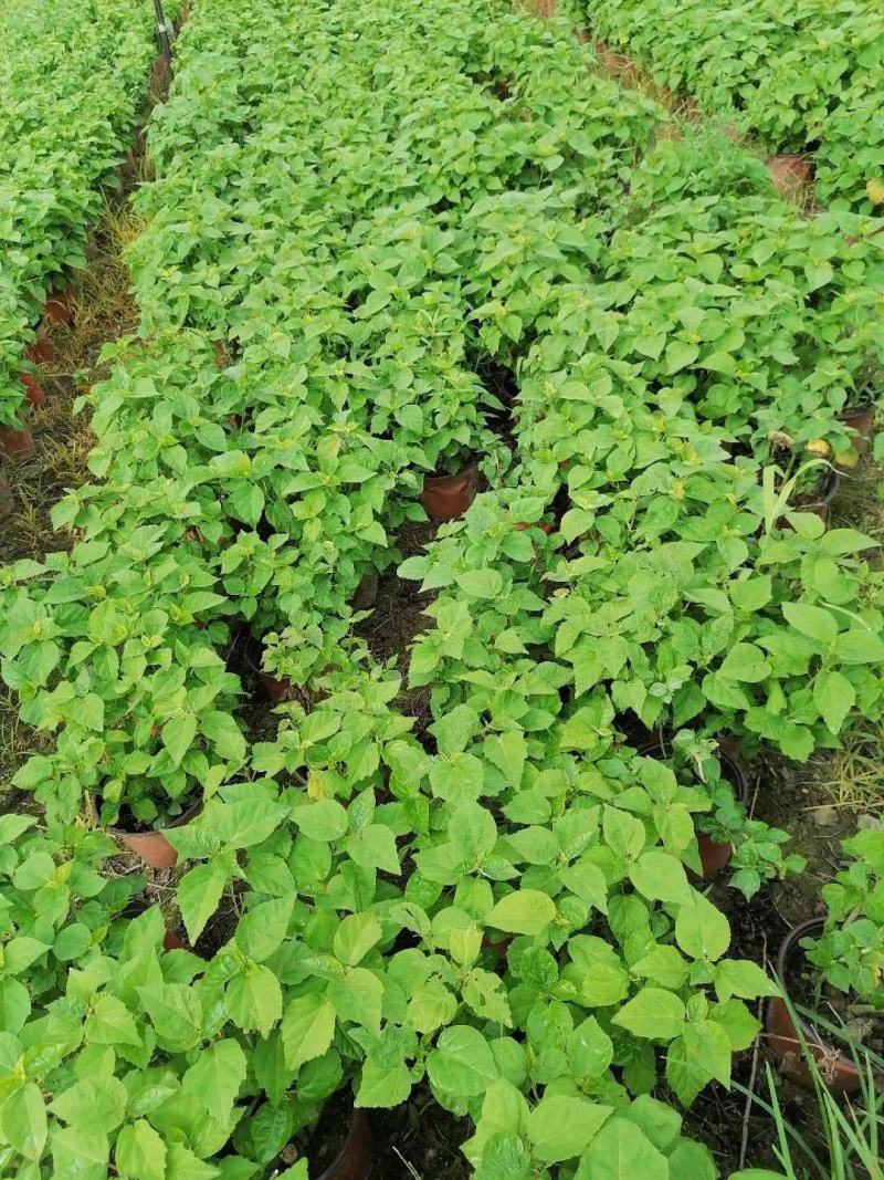 芙蓉葵的习性，芙蓉葵基地图片价格，芙蓉葵双色杯杯苗