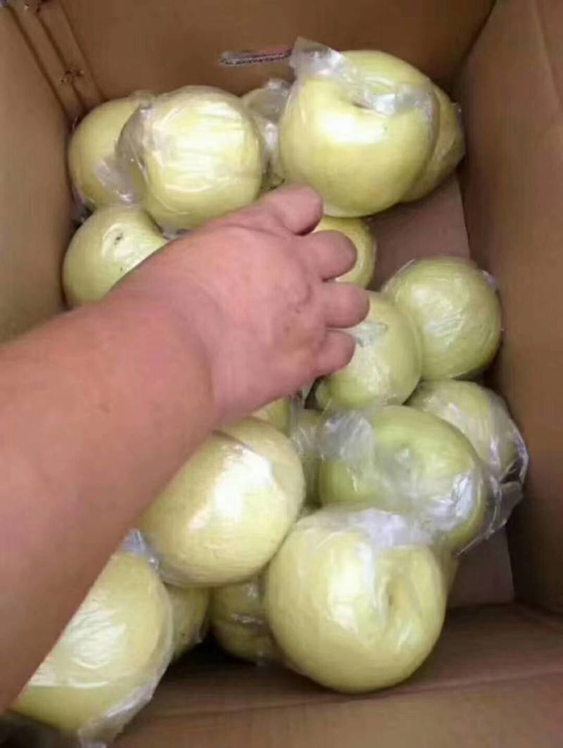 【产地直销】山东黄金梨大量上市！脆甜多汁对接各大商超电商