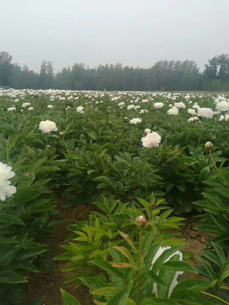 芍药苗基地直销，一手货源，量大从优！欢迎选购！