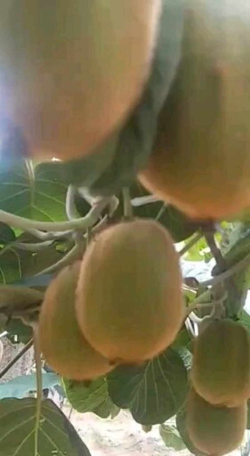 大量有华美二号猕猴桃，己上市，货源充足，是我河南西峡特产