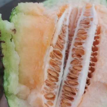 西周密