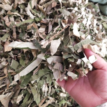 荷叶丝量大优惠。。