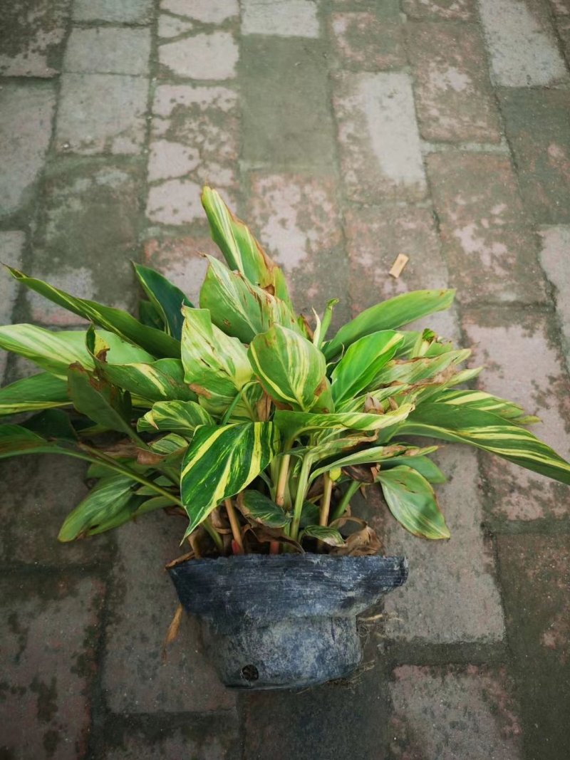 花叶良姜花叶良姜基地供应花叶良姜价格优惠