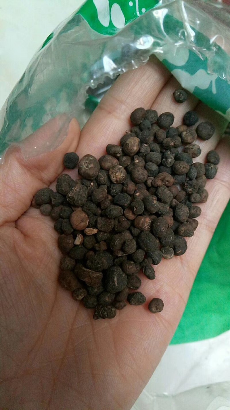 地下明珠陈伤子一粒金丹干货各种中药材