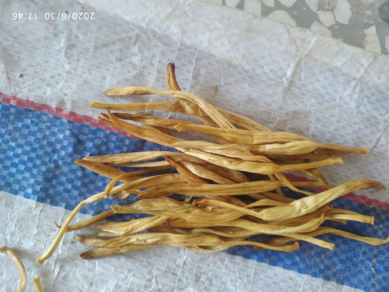 直白条黄花菜晒货