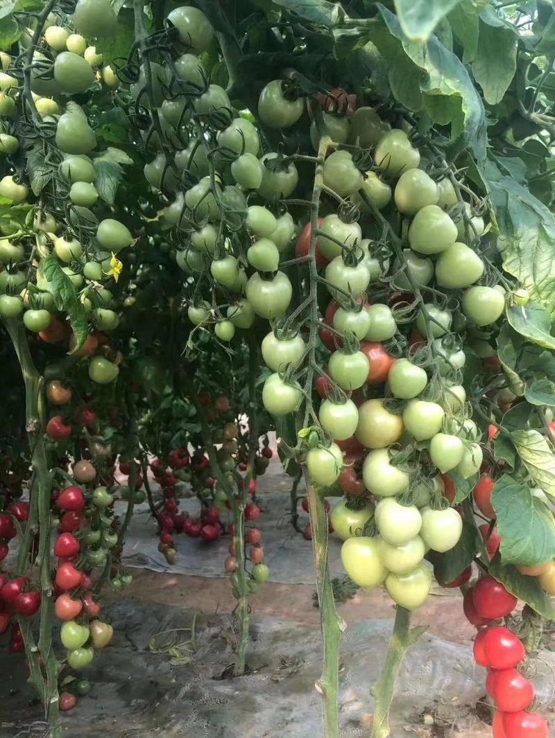 樱桃番茄种子圣女果种籽小番茄口感好产量高包邮