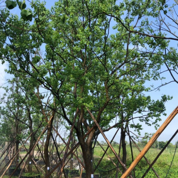15公分乌桕绿化苗木基地直发欢迎订购成活率高