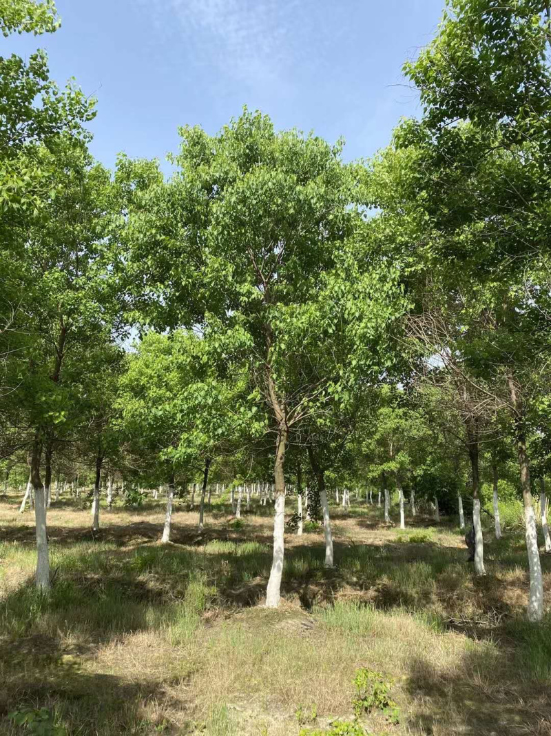 15公分乌桕绿化苗木基地直发欢迎订购成活率高