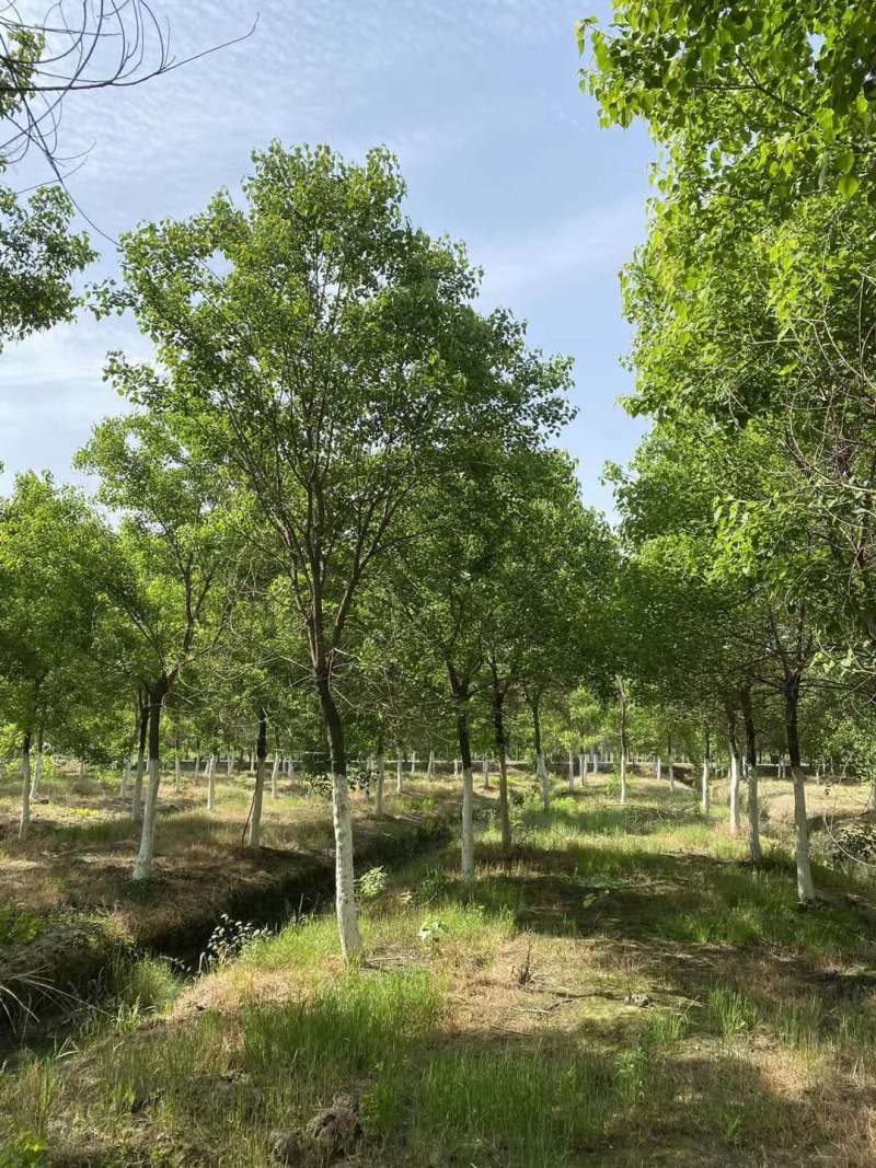 15公分乌桕绿化苗木基地直发欢迎订购成活率高