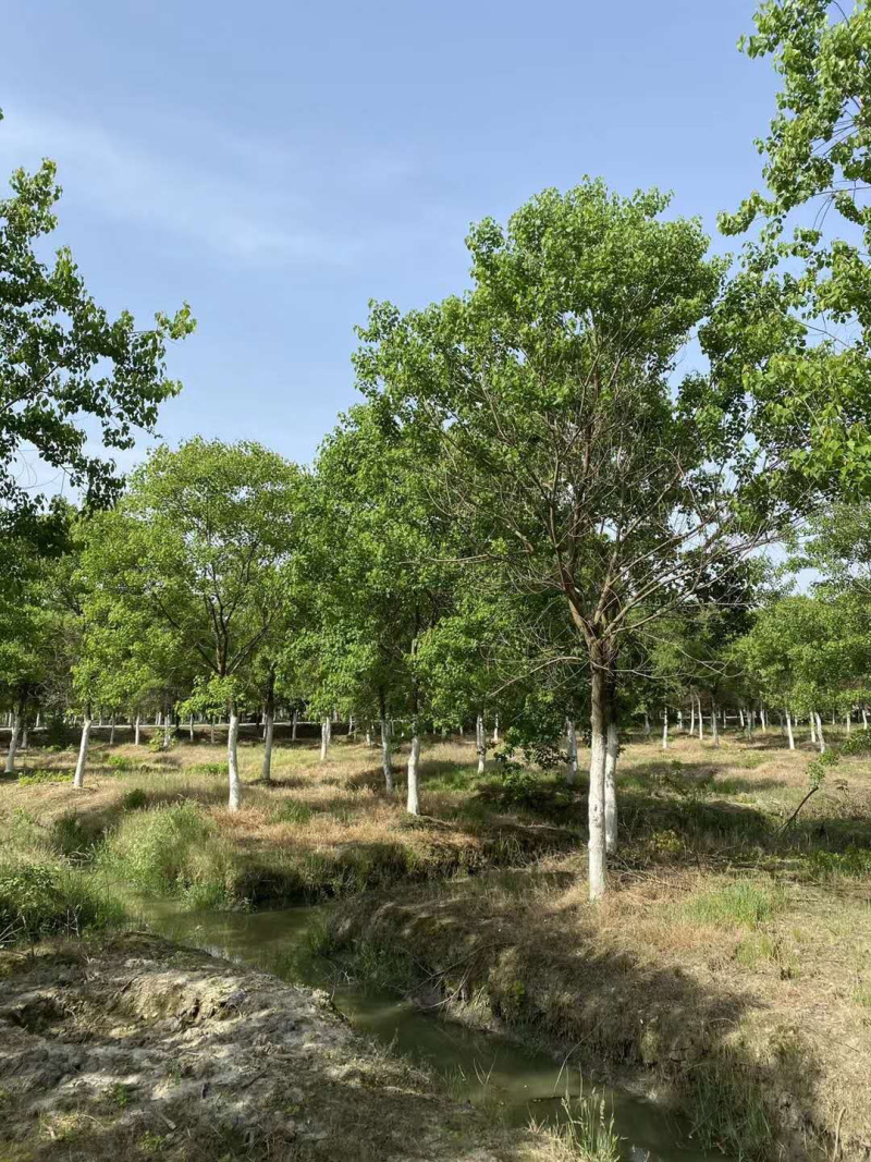 15公分乌桕绿化苗木基地直发欢迎订购成活率高