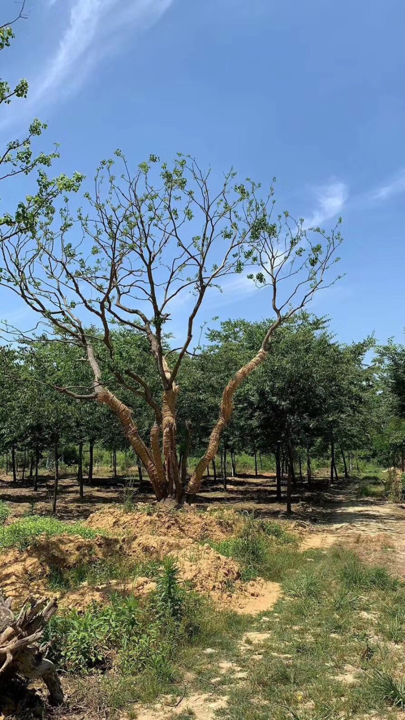15公分乌桕绿化苗木基地直发欢迎订购成活率高