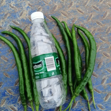 桂林市资源县车田乡线椒，青皮尖椒，黄瓜椒