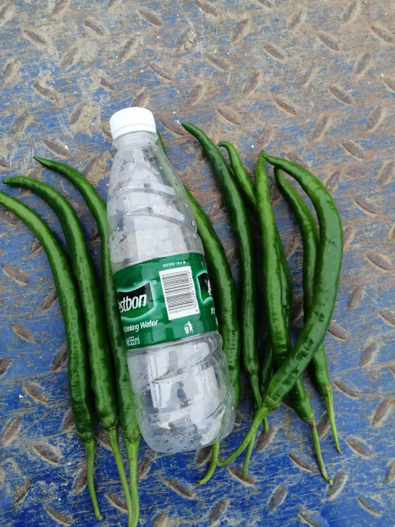 桂林市资源县车田乡线椒，青皮尖椒，黄瓜椒