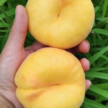 【黄金毛蟠桃】2500g一箱