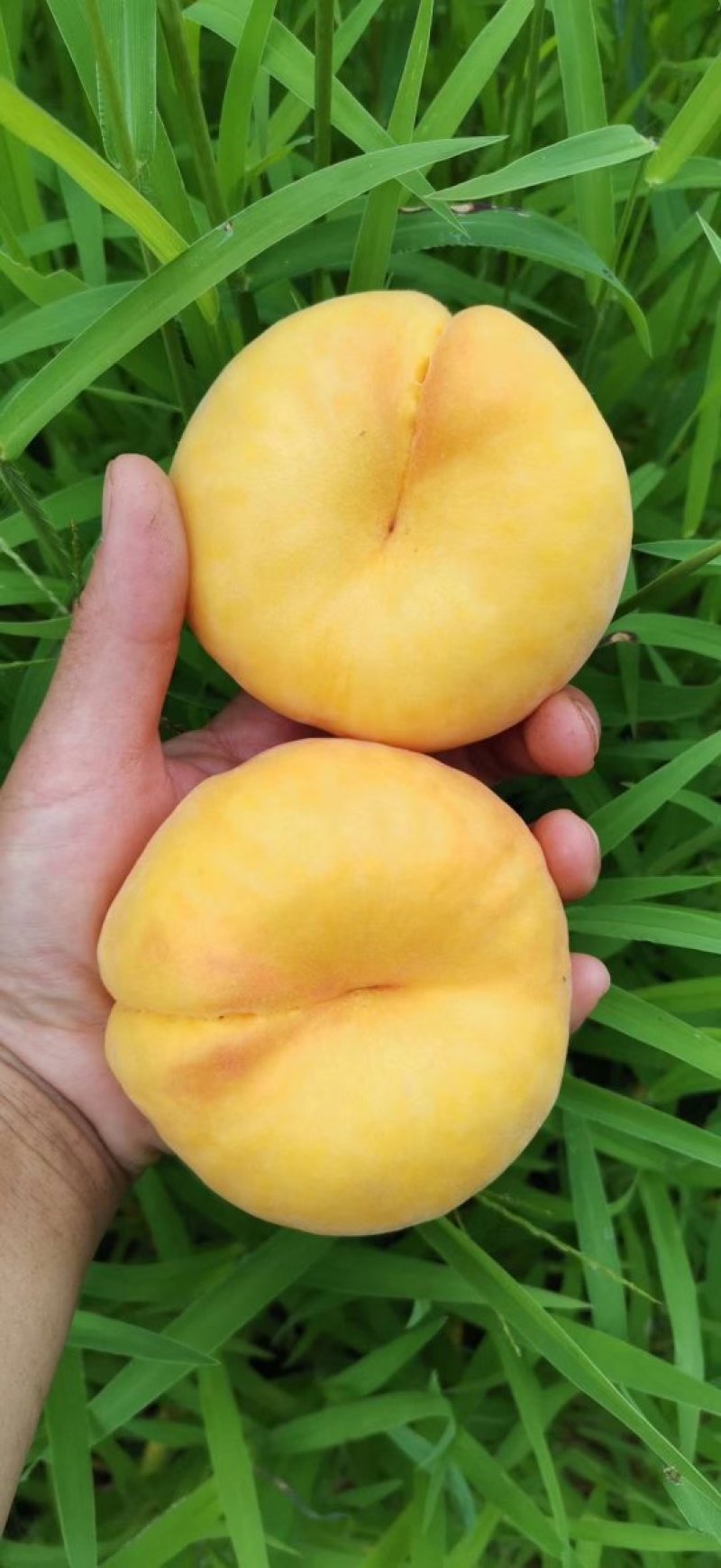 【黄金毛蟠桃】2500g一箱