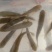 优质草鱼苗，成活率高，大量供应，质量保证养殖基地直供