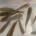 优质草鱼苗，成活率高，大量供应，质量保证养殖基地直供