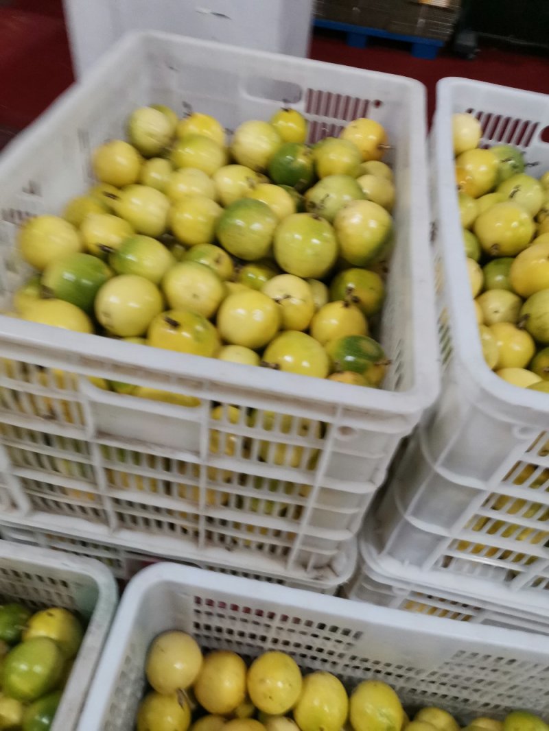 黄金百香果芭乐味现摘现发