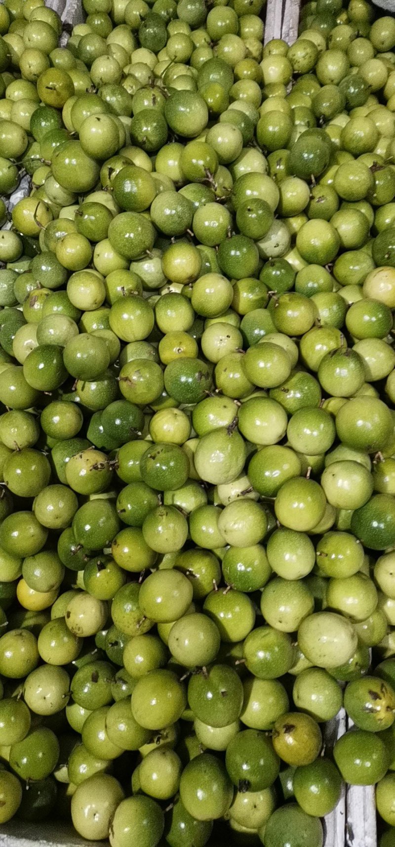 黄金百香果芭乐味现摘现发