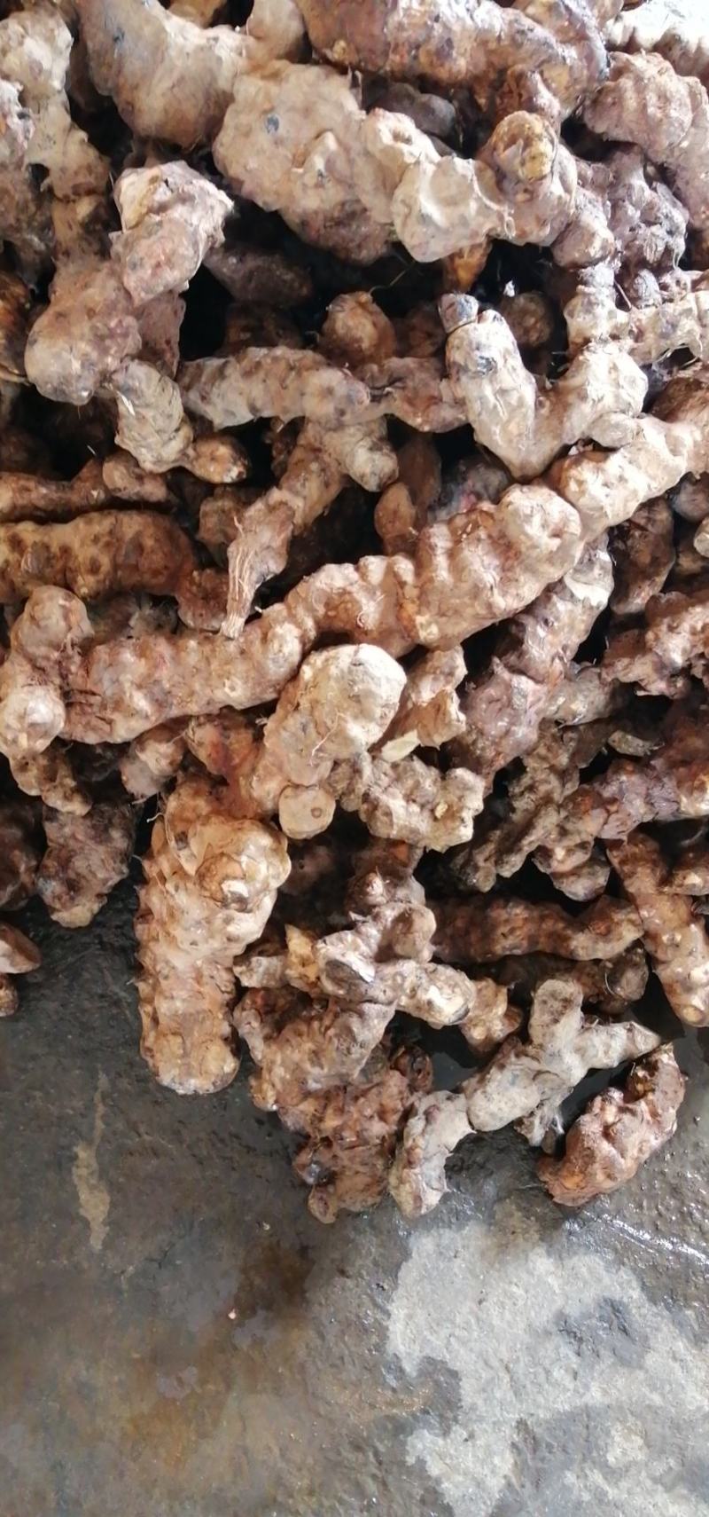 土茯苓，云南白肉土茯苓，鲜货