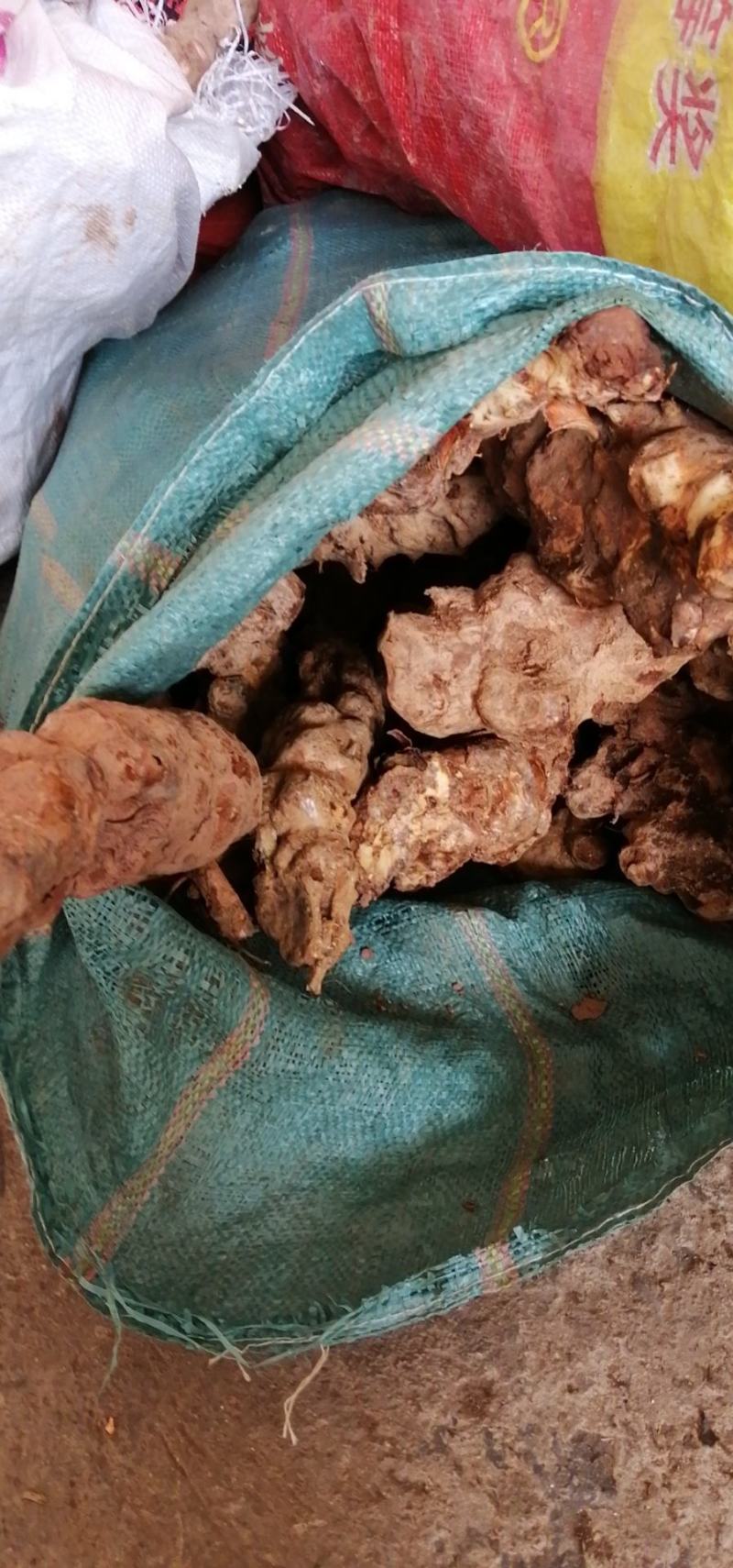 土茯苓，云南白肉土茯苓，鲜货
