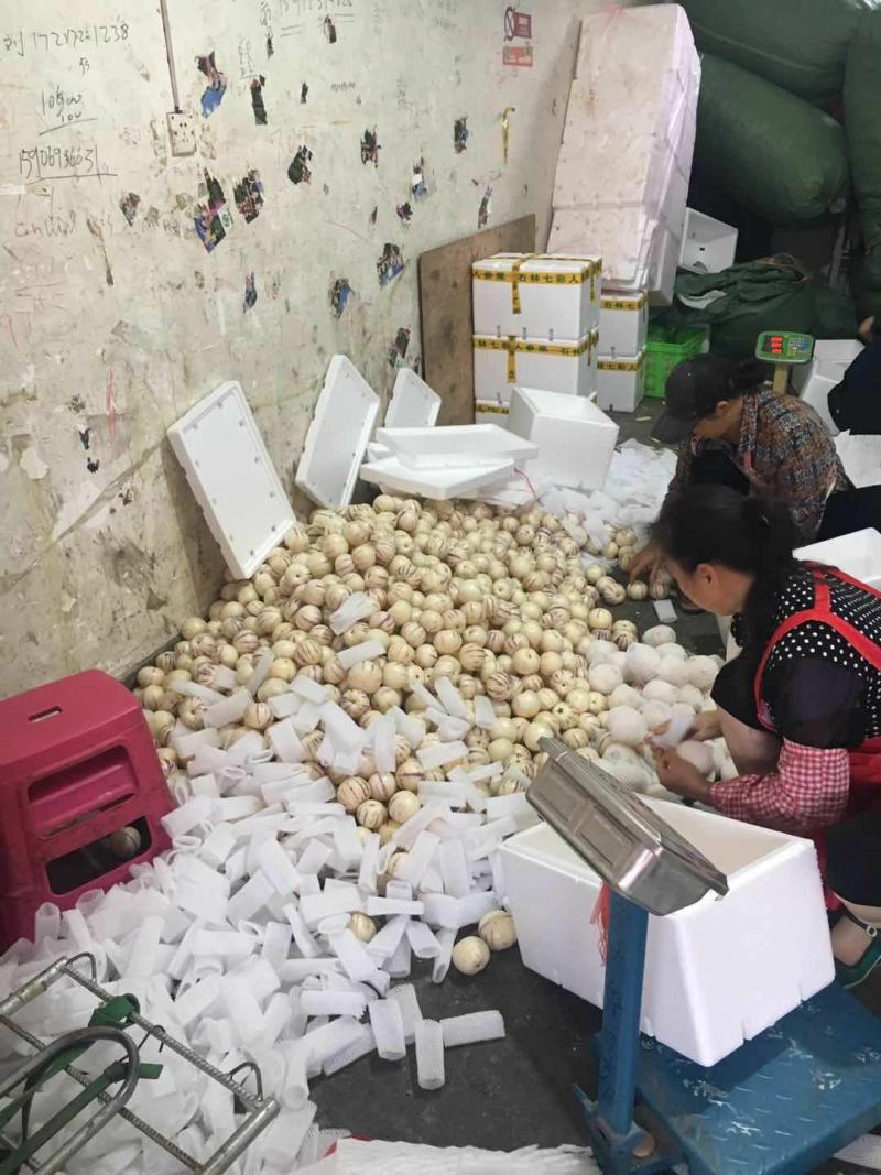 云南高原产高品质又水又甜人参果生果熟果、电商果
