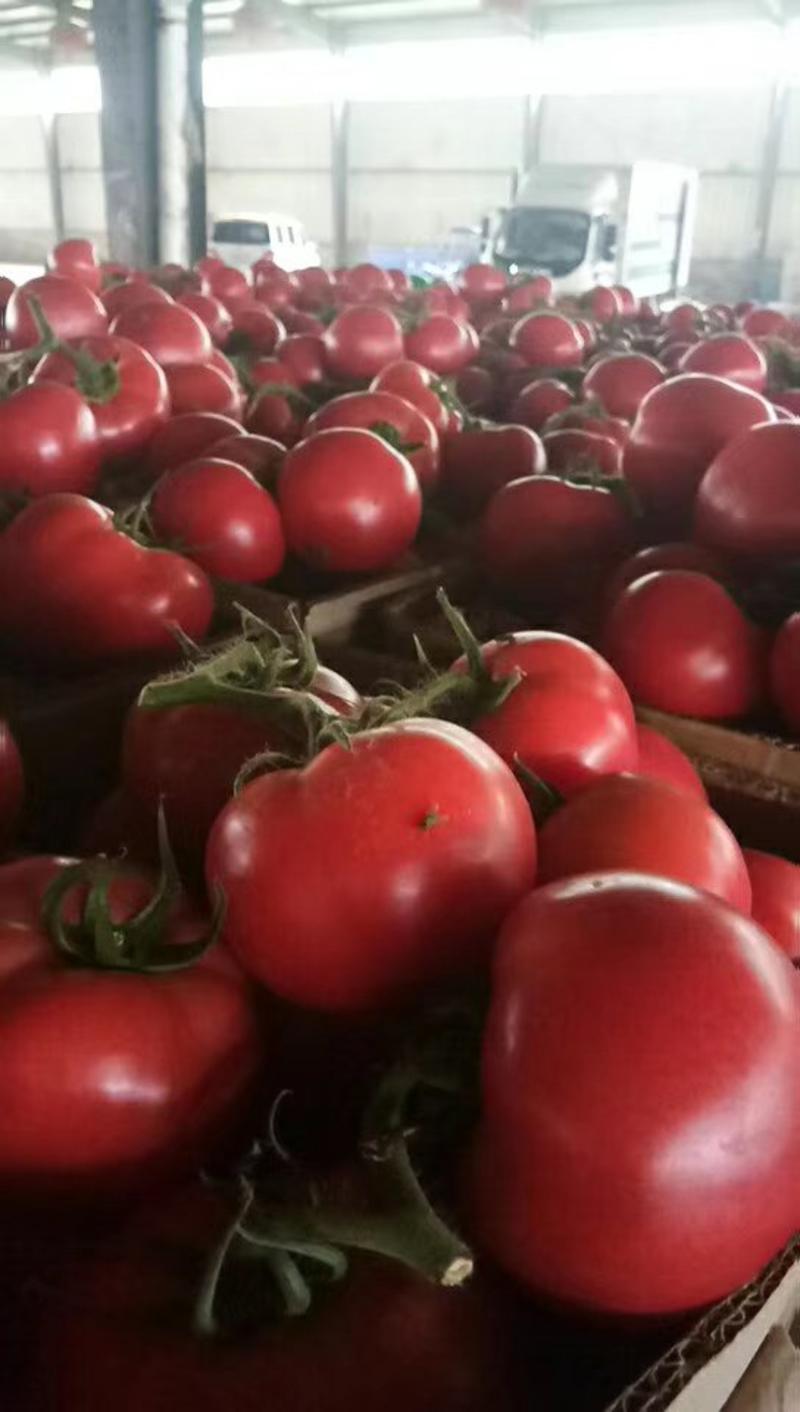 西红柿精品硬粉西红柿弧三以上，代发全国各地