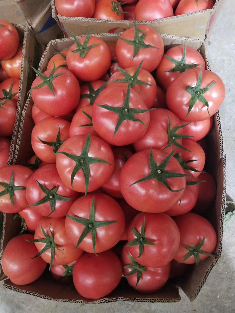 西红柿精品硬粉西红柿弧三以上，代发全国各地