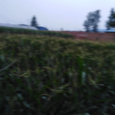 鲜玉米棒子