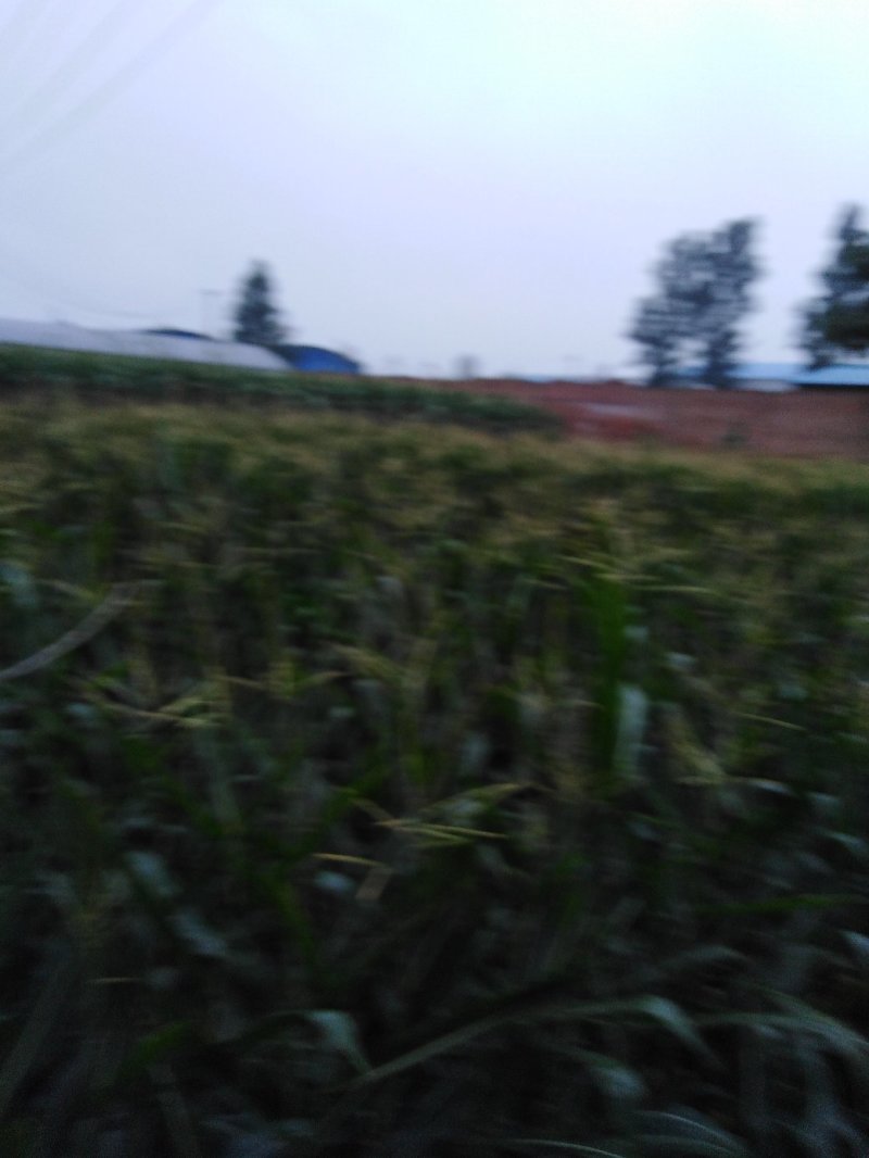鲜玉米棒子