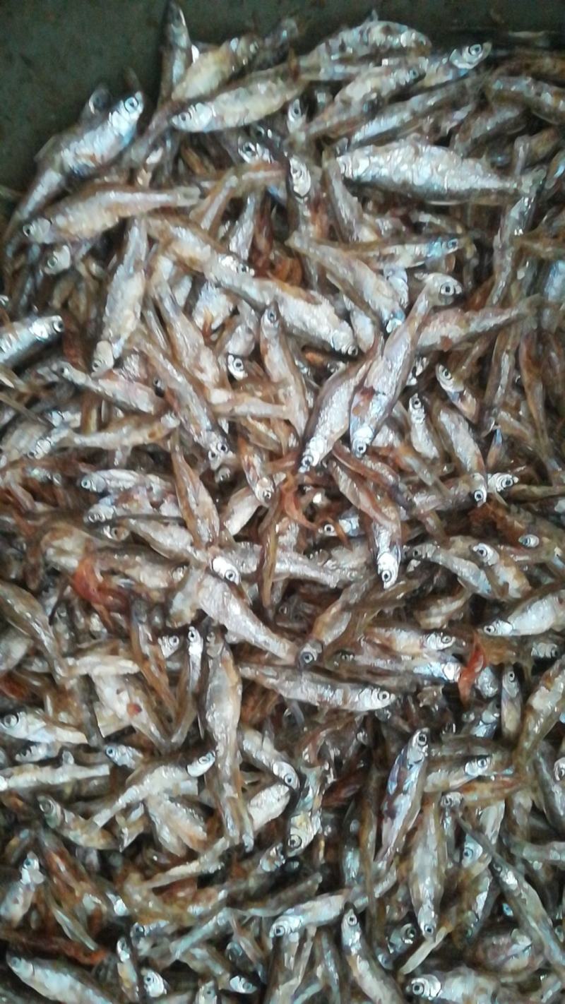 油炸鱼干、油炸白肖鱼、自然鱼干、水库鱼干、河水鱼干