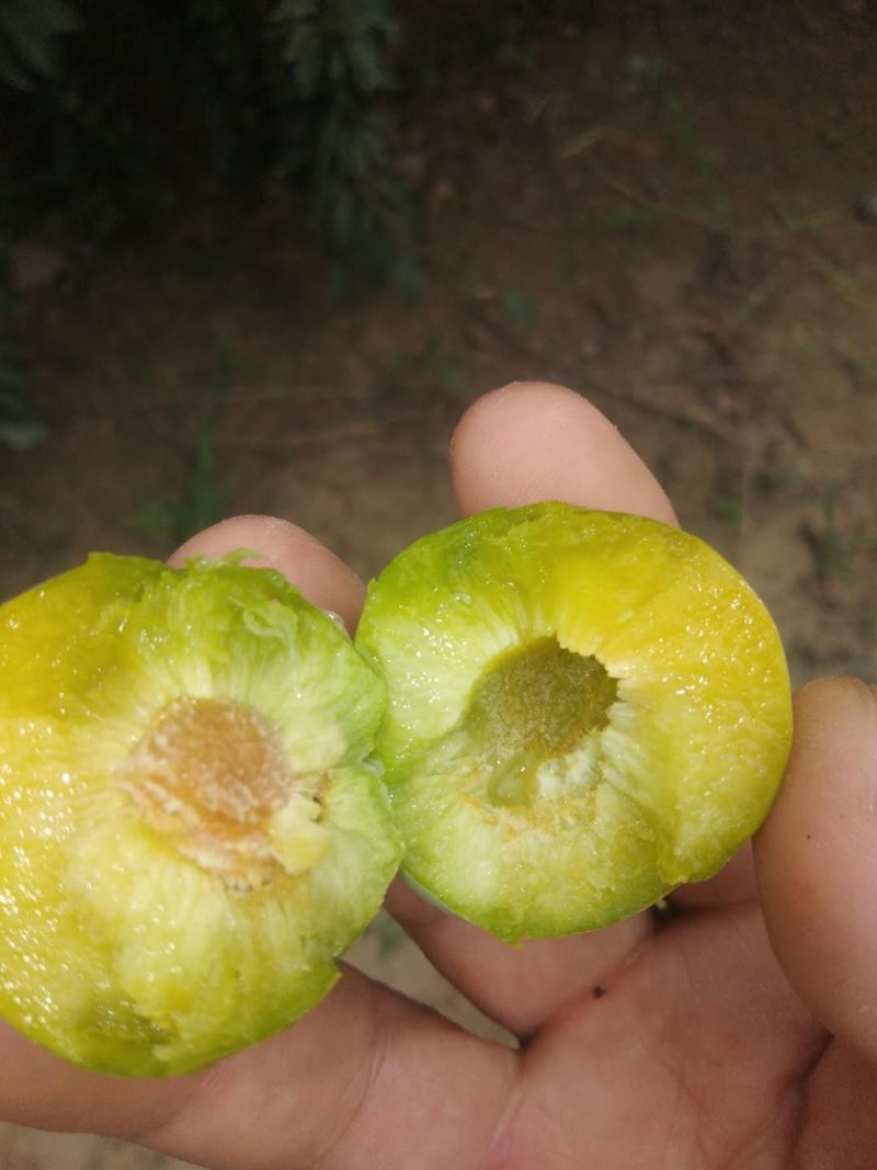 渭南大荔青脆李子成熟了，口感脆甜，不用打冷，可直接食用，