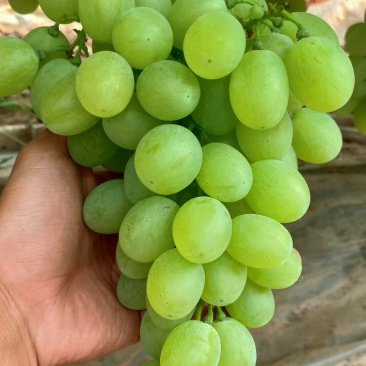 维多利亚粒大饱满成熟好甜度高