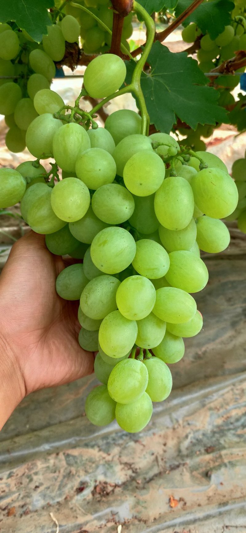 维多利亚粒大饱满成熟好甜度高