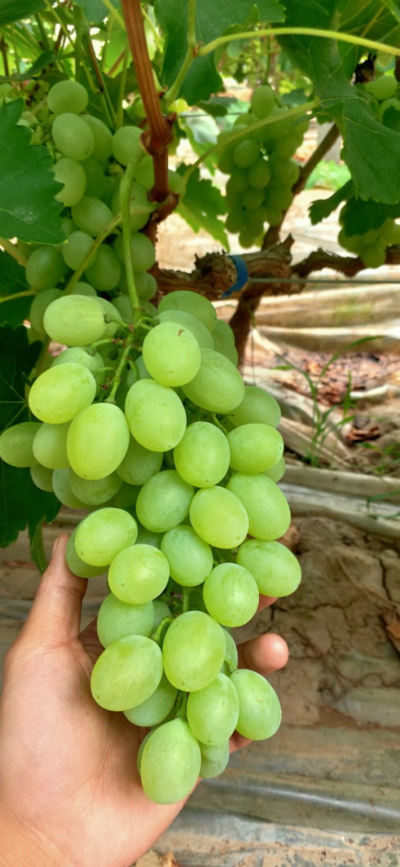 维多利亚粒大饱满成熟好甜度高