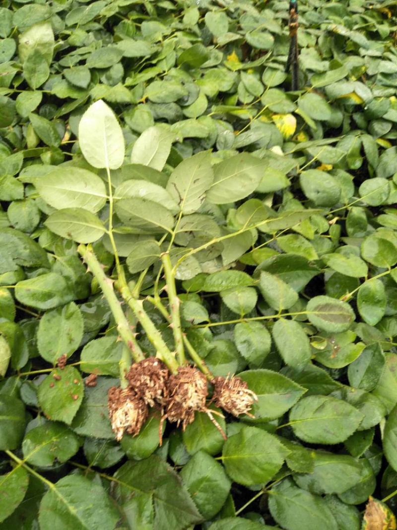 月季苗