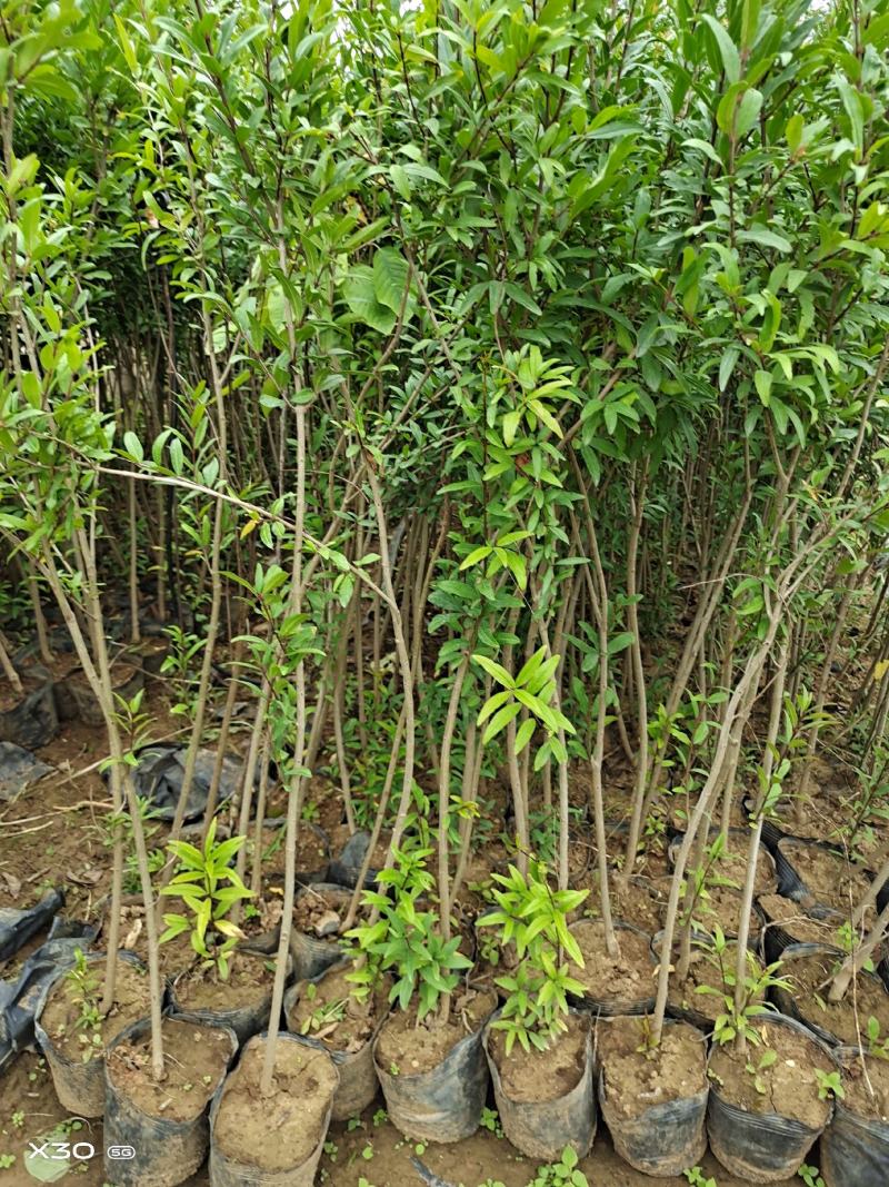 突尼斯软籽石榴大小规格袋苗地苗品种保证