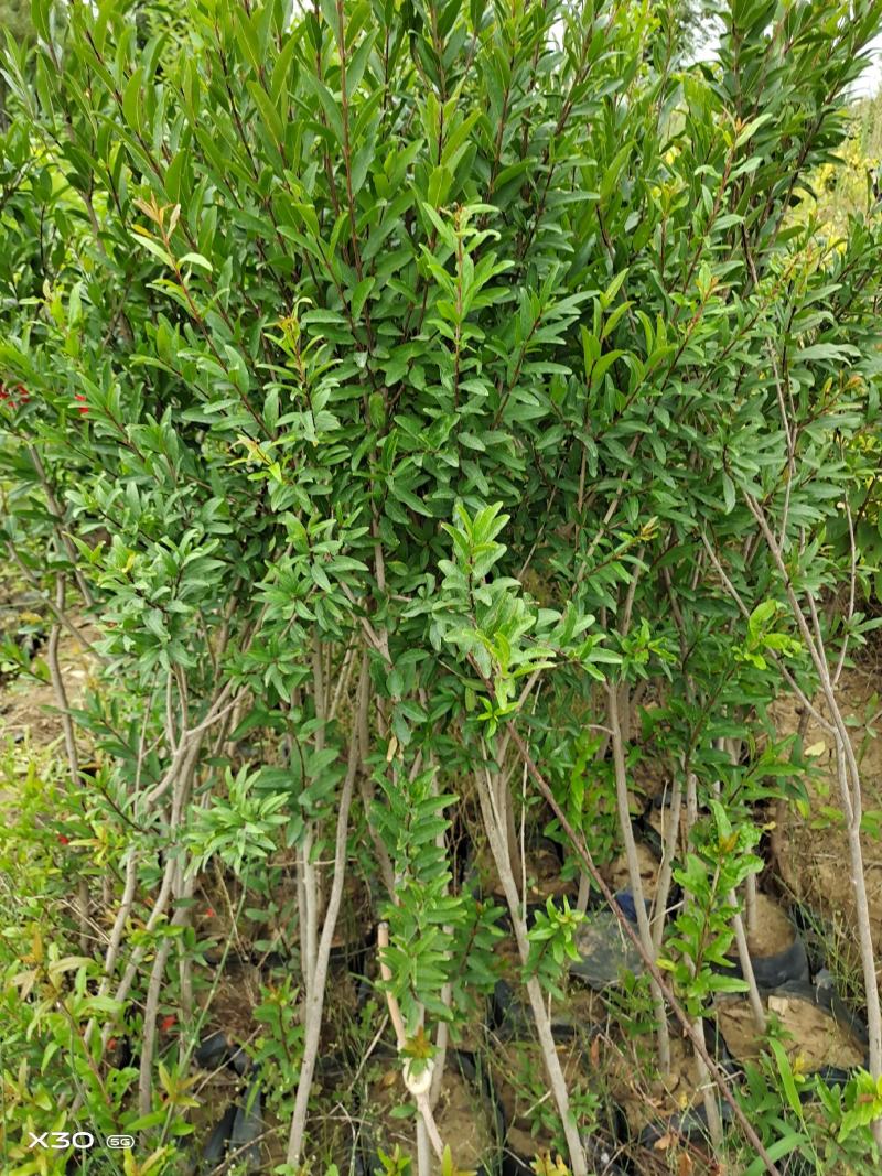 突尼斯软籽石榴大小规格袋苗地苗品种保证