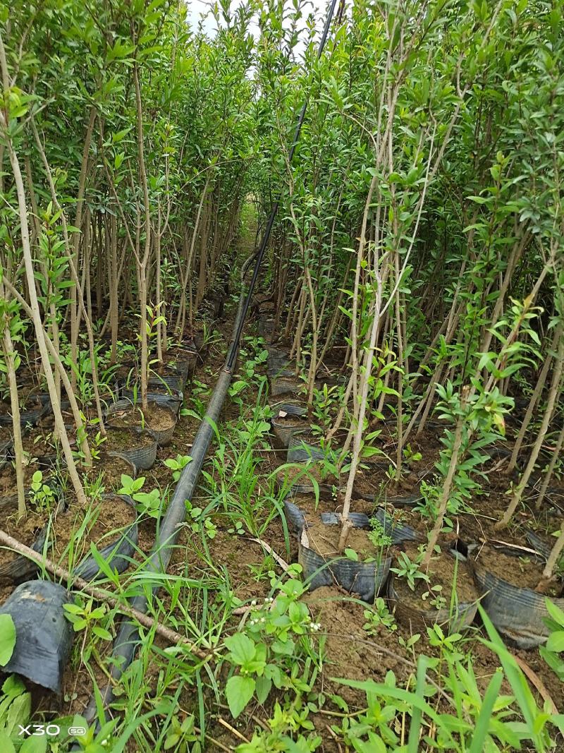 突尼斯软籽石榴大小规格袋苗地苗品种保证