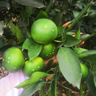 云南蜜桔
