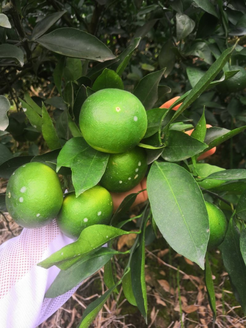 云南蜜桔