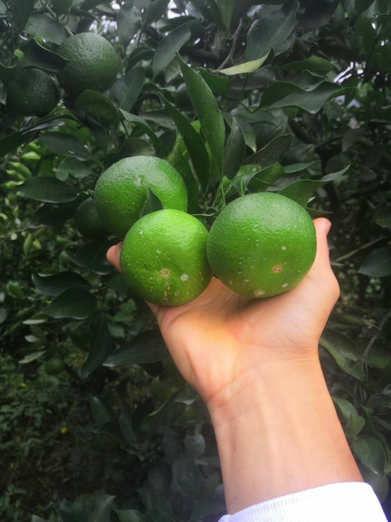 云南蜜桔